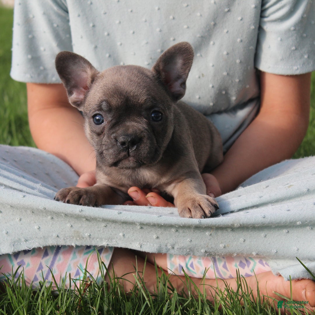 French Bulldog dogs for sale: French Bulldog 3 puppies - Image 37