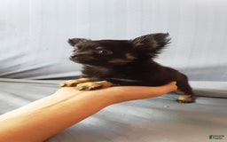 Chihuahua dogs for sale: Sir Maxwell - Image 2