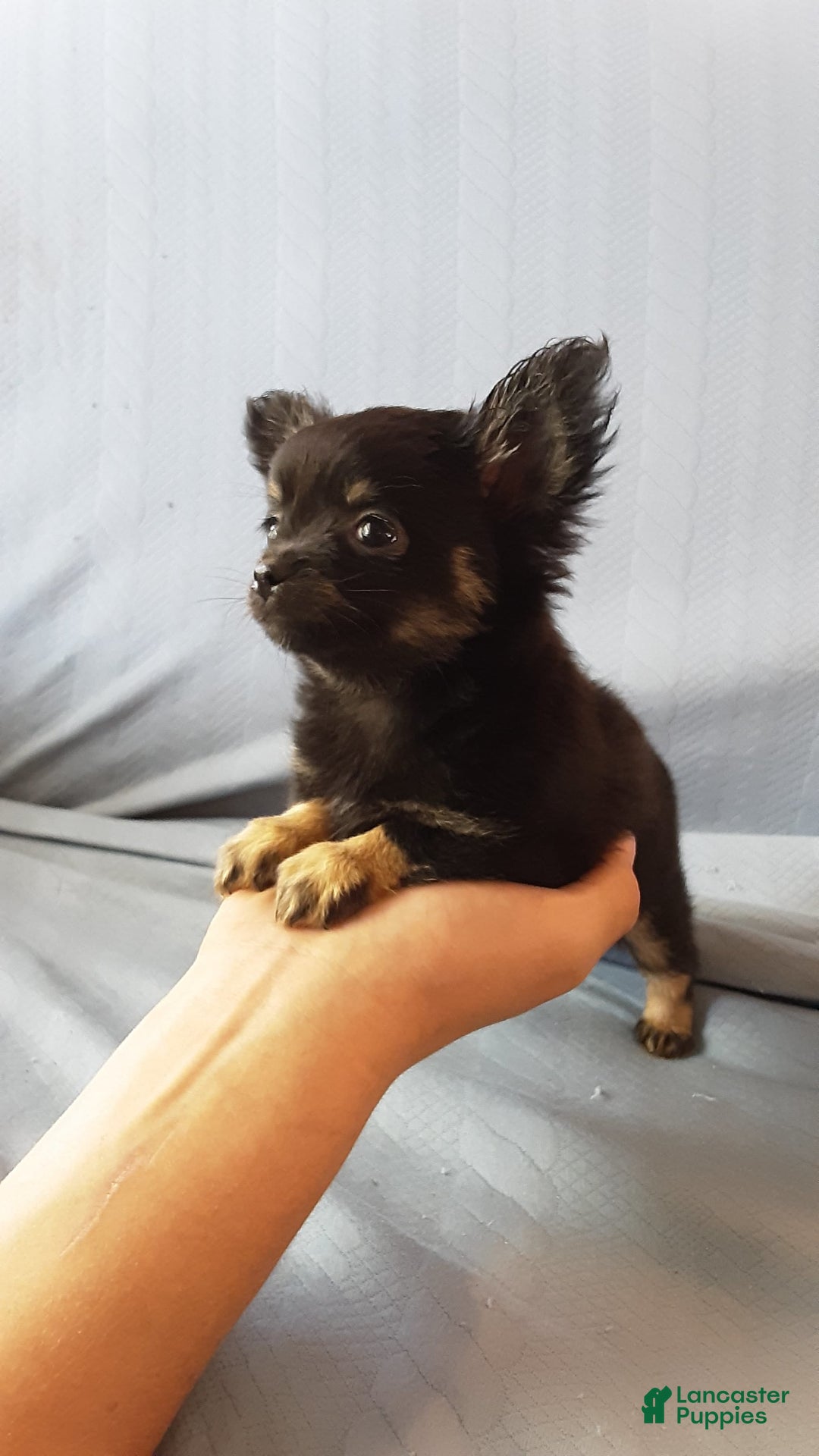 Chihuahua dogs for sale: Sir Maxwell - Image 2