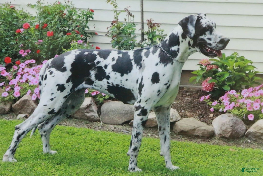Great Dane dogs for sale: Athena - Image 27