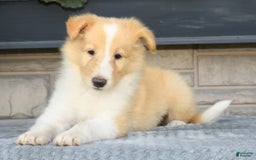 Collie dogs for sale: Prince - Image 4