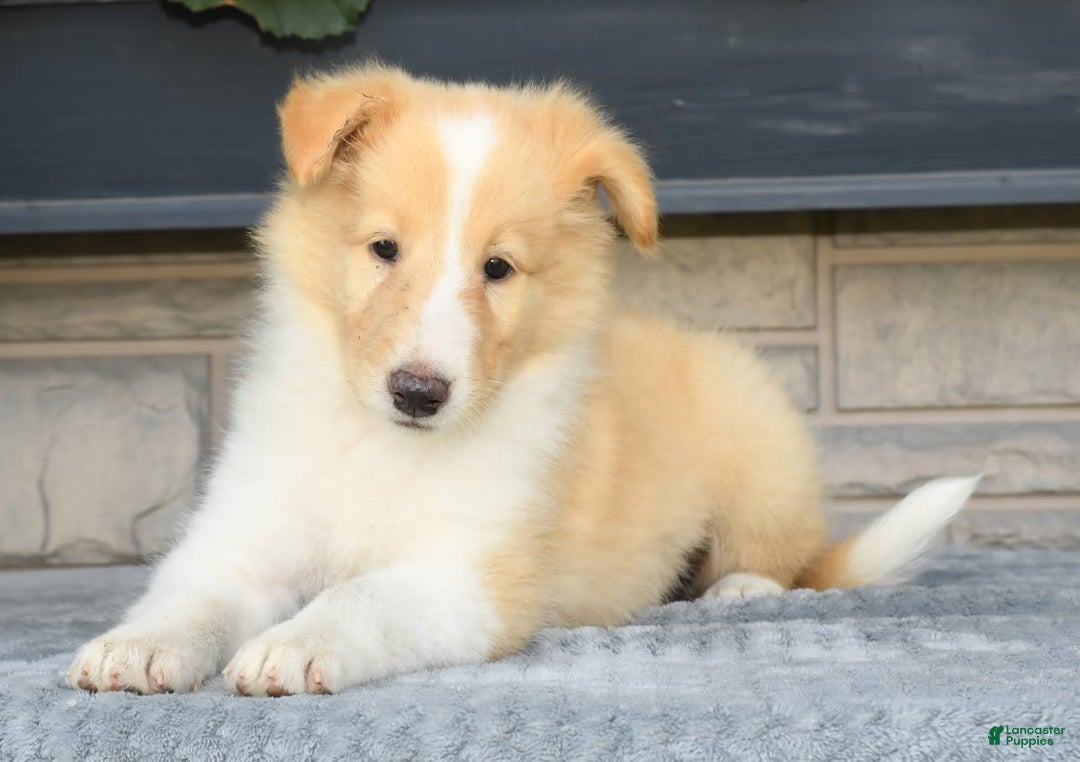 Collie dogs for sale: Prince - Image 4