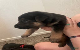 German Shepherd dogs for sale: Lady - Image 4