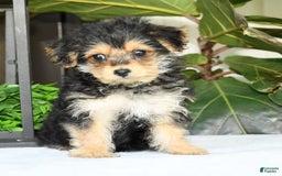 Yochon dogs for sale: Ricky - Image 4