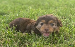 Aussiedoodle dogs for sale: Carter - Image 10