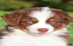 Australian Shepherd dogs for sale: Polly - Image 16
