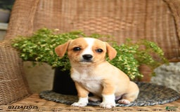 Chihuahua dogs for sale: Laffy - Image 1
