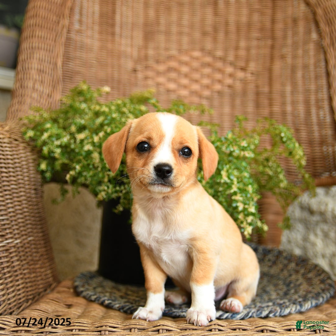 Chihuahua dogs for sale: Laffy - Image 1