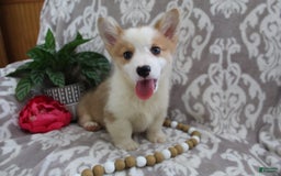 Welsh Corgi Pembroke dogs for sale: Kory - Image 6