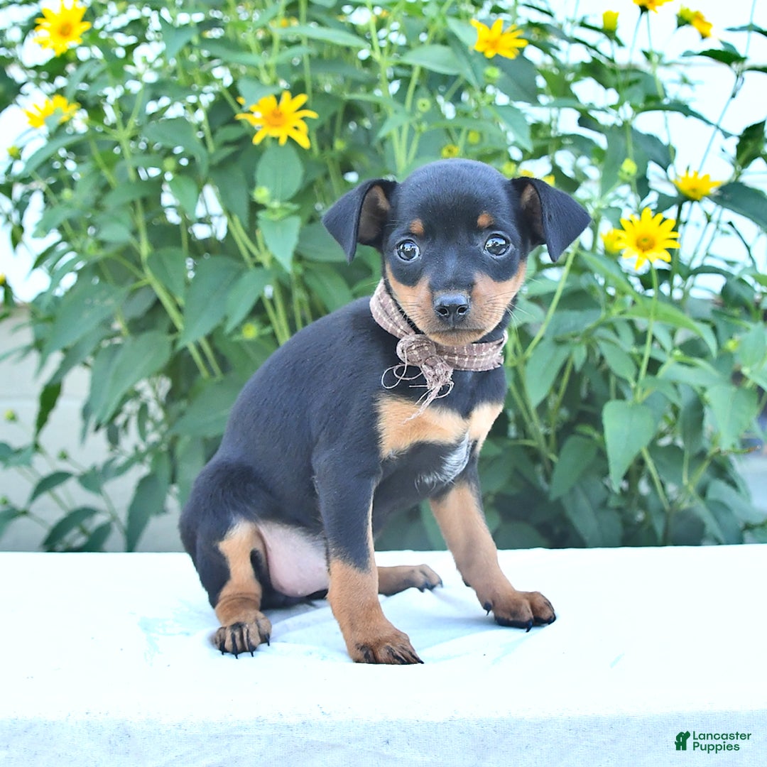 Miniature Pinscher dogs for sale: Cathy - Image 3