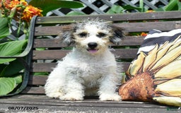 Mini Bernedoodle dogs for sale: Maggie - Image 6