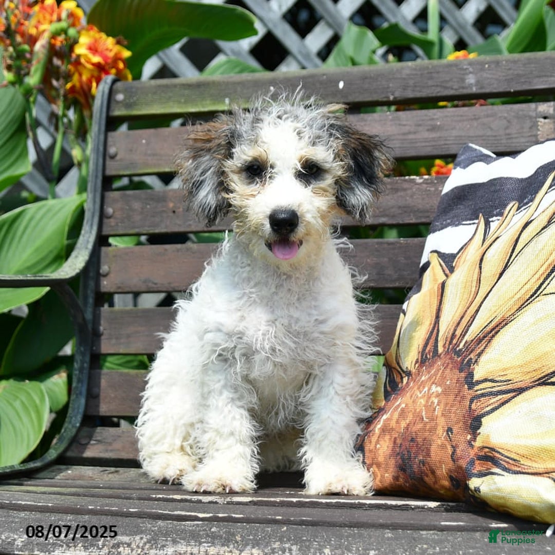 Mini Bernedoodle dogs for sale: Maggie - Image 6