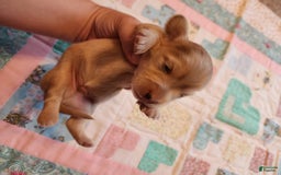 Miniature Dachshund dogs for sale: Chase - Image 19