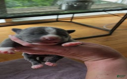 American Bully dogs for sale: Mary-kate - Image 1