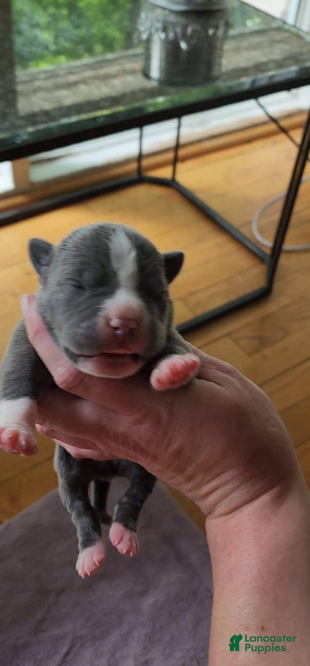 American Bully dogs for sale: Mary-kate - Image 1