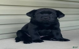 Labrador Retriever dogs for sale: Lilly - Image 10