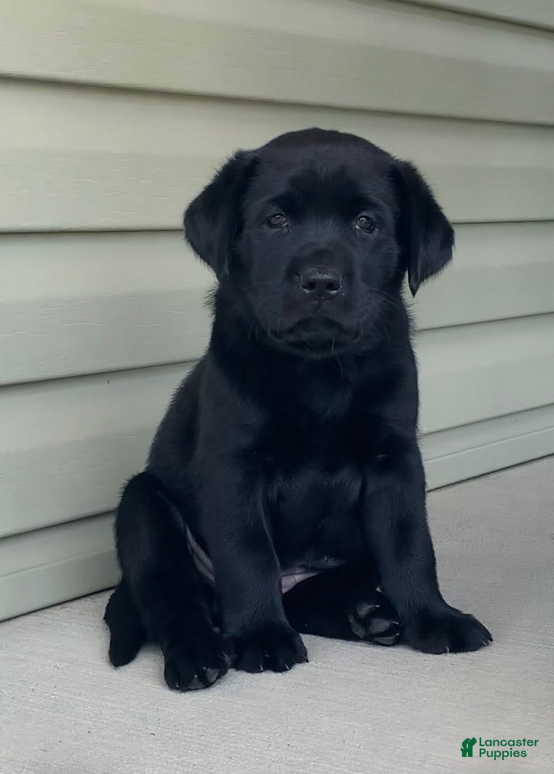 Labrador Retriever dogs for sale: Lilly - Image 10