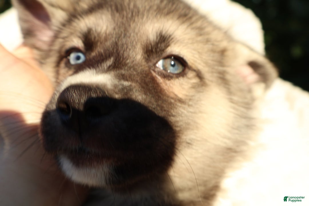 Gerberian Shepsky dogs for sale: Bella - Image 3