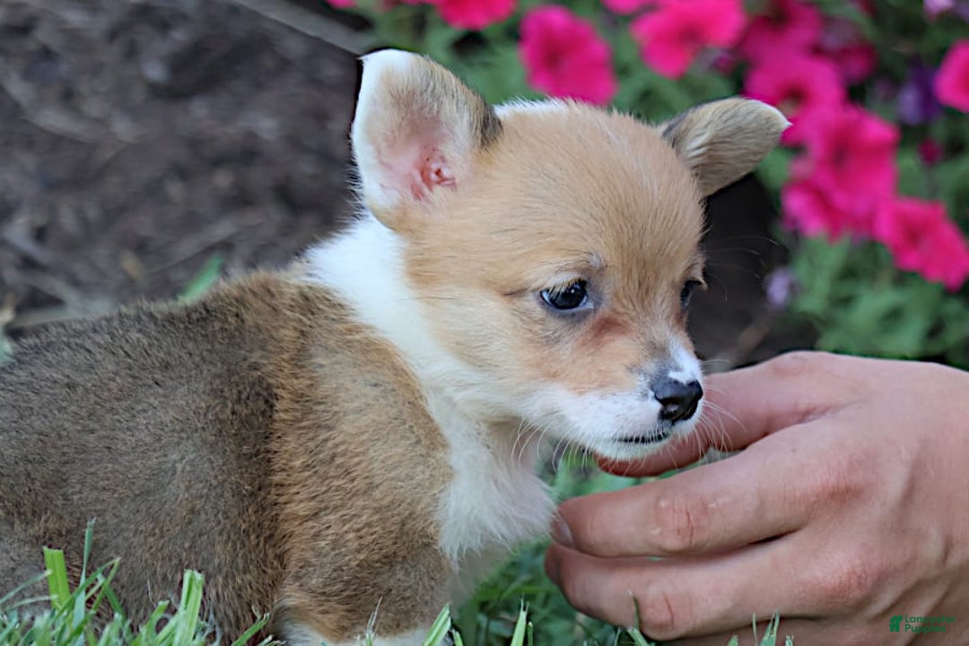 Welsh Corgi Pembroke dogs for sale: Dawson - Image 6