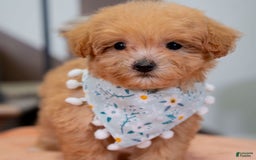 Maltipoo dogs for sale: Maltipoo 1 puppies - Image 3