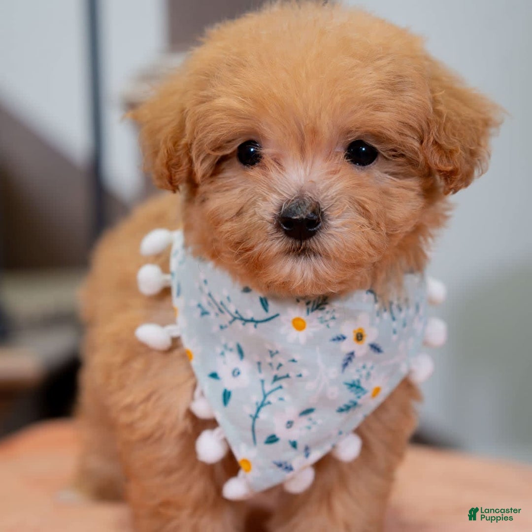 Maltipoo dogs for sale: Maltipoo 1 puppies - Image 3