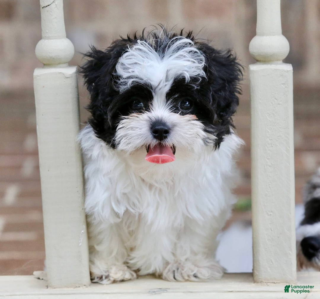 Shihpoo dogs for sale: Bingo - Image 12