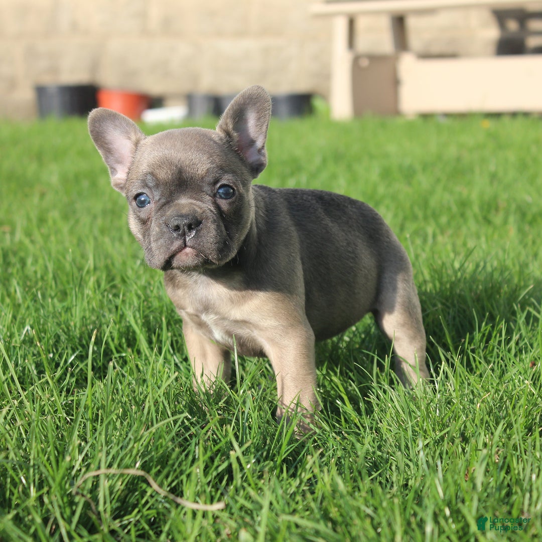 French Bulldog dogs for sale: French Bulldog 3 puppies - Image 46