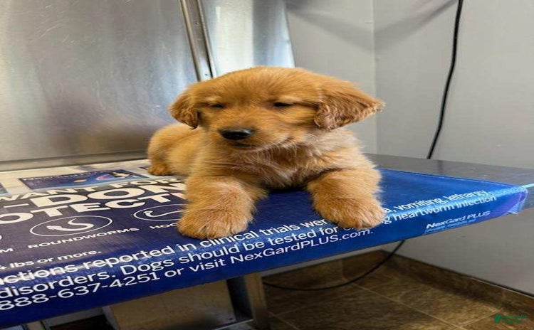 Golden Retriever dogs for sale - Ad 4