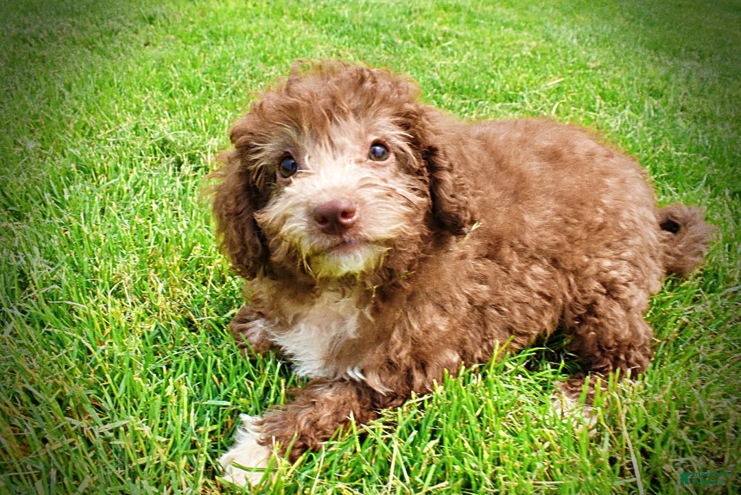 Havapoo dogs for sale: Toto - Image 11