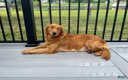Goldendoodle dogs for sale: Andy - Image 8