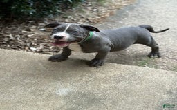 American Bully dogs for sale: Blossom - Image 1
