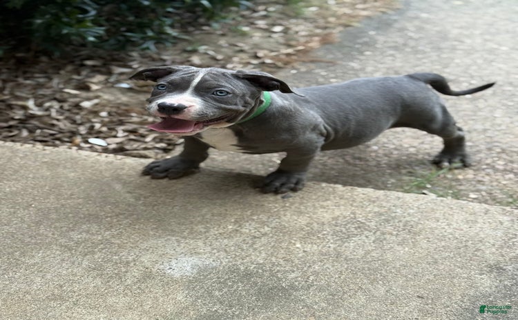 American Bully dogs for sale - Ad 4
