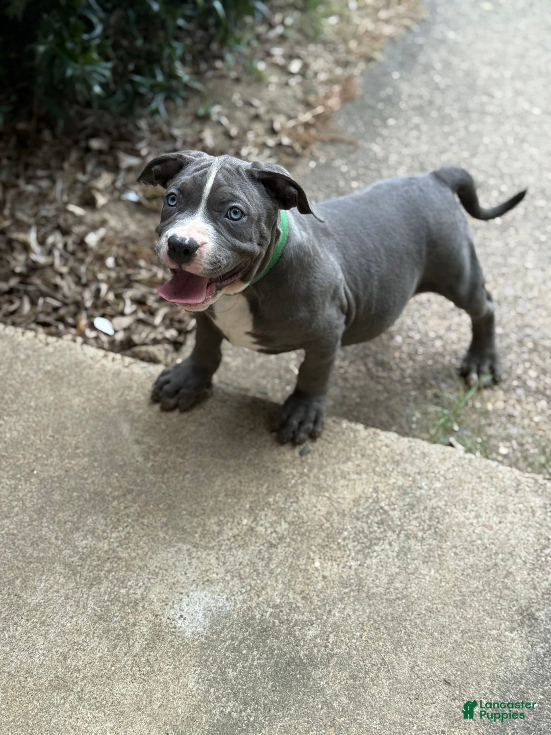 American Bully dogs for sale: Blossom - Image 1