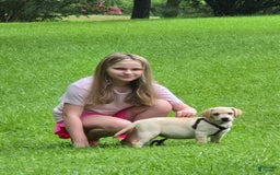 Labrador Retriever dogs for sale: Pixie - Image 4