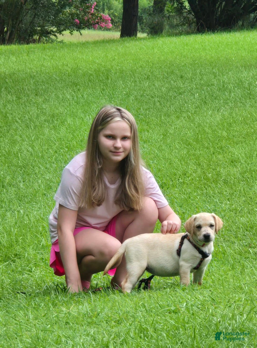 Labrador Retriever dogs for sale: Pixie - Image 4