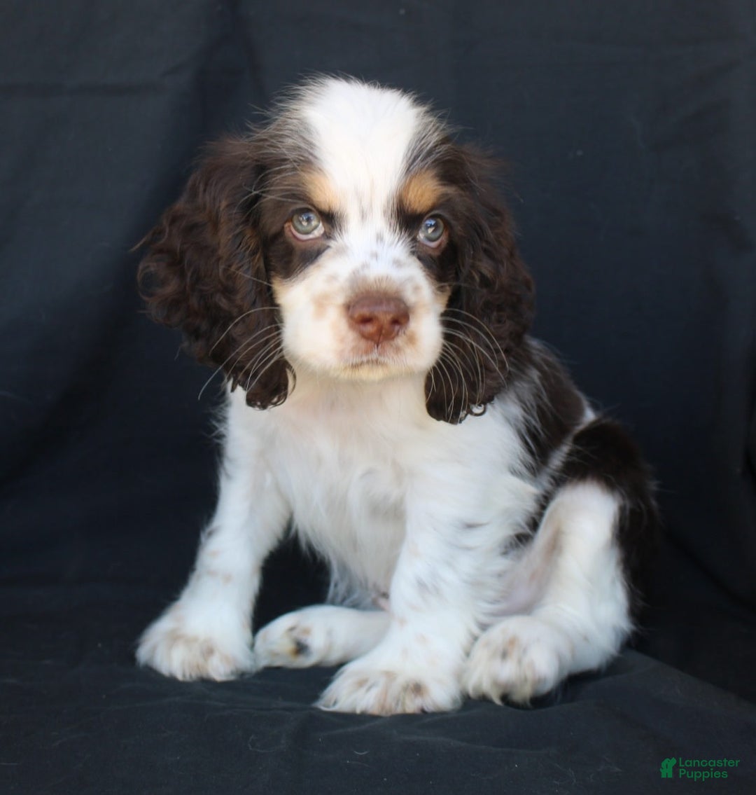 Cocker Spaniel dogs for sale: Chip - Image 1