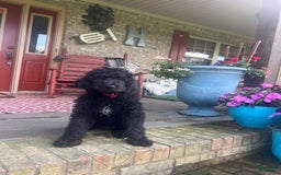 Labradoodle dogs for sale: Link - Image 1