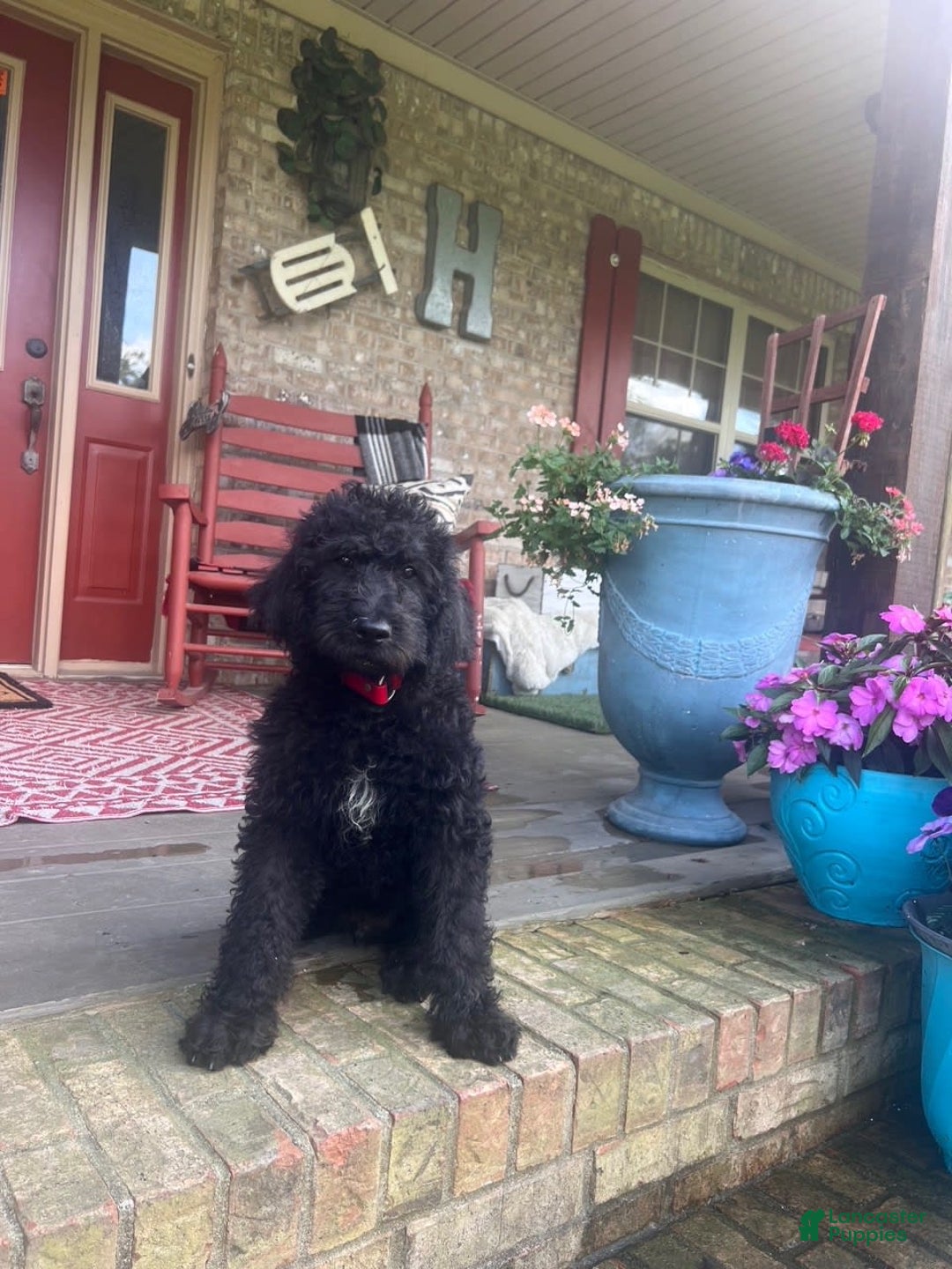 Labradoodle dogs for sale: Link - Image 1