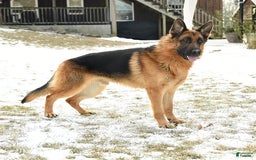 German Shepherd dogs for sale: Whistle - Image 7
