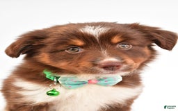 Miniature Australian Shepherd dogs for sale: Tasha - Image 5
