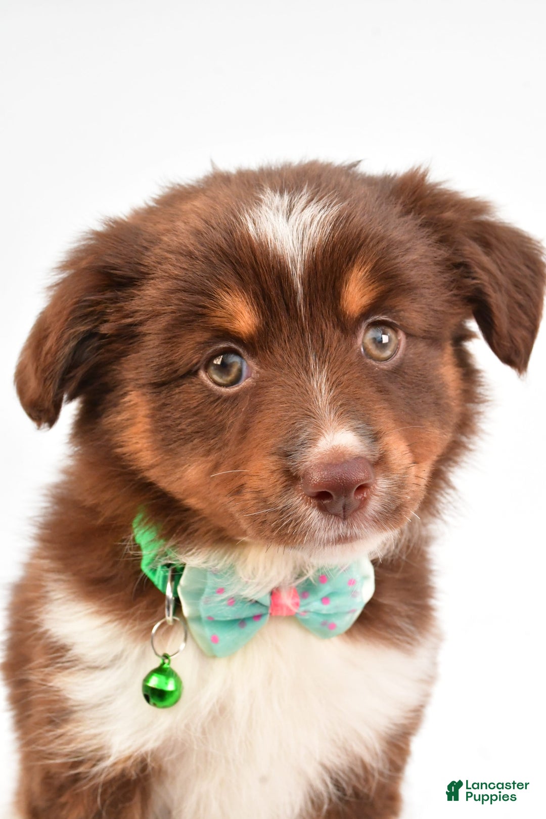 Miniature Australian Shepherd dogs for sale: Tasha - Image 5