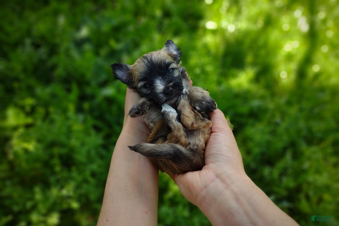 Morkie dogs for sale: Rare Gold Flame - Image 7