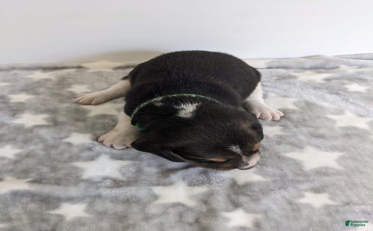 Beagle dogs for sale - Ad 2