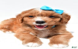 Mini Goldendoodle dogs for sale: Toby - Image 7