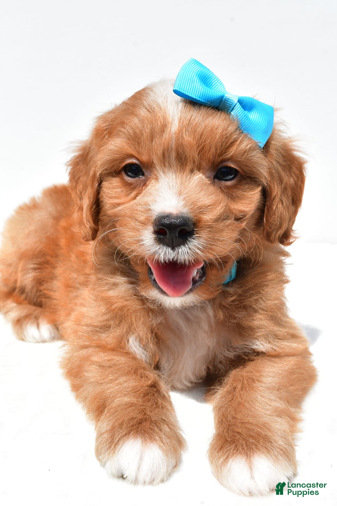 Mini Goldendoodle dogs for sale: Toby - Image 7