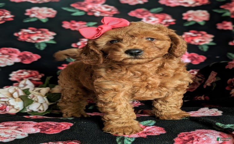 Mini Goldendoodle dogs for sale - Ad 5