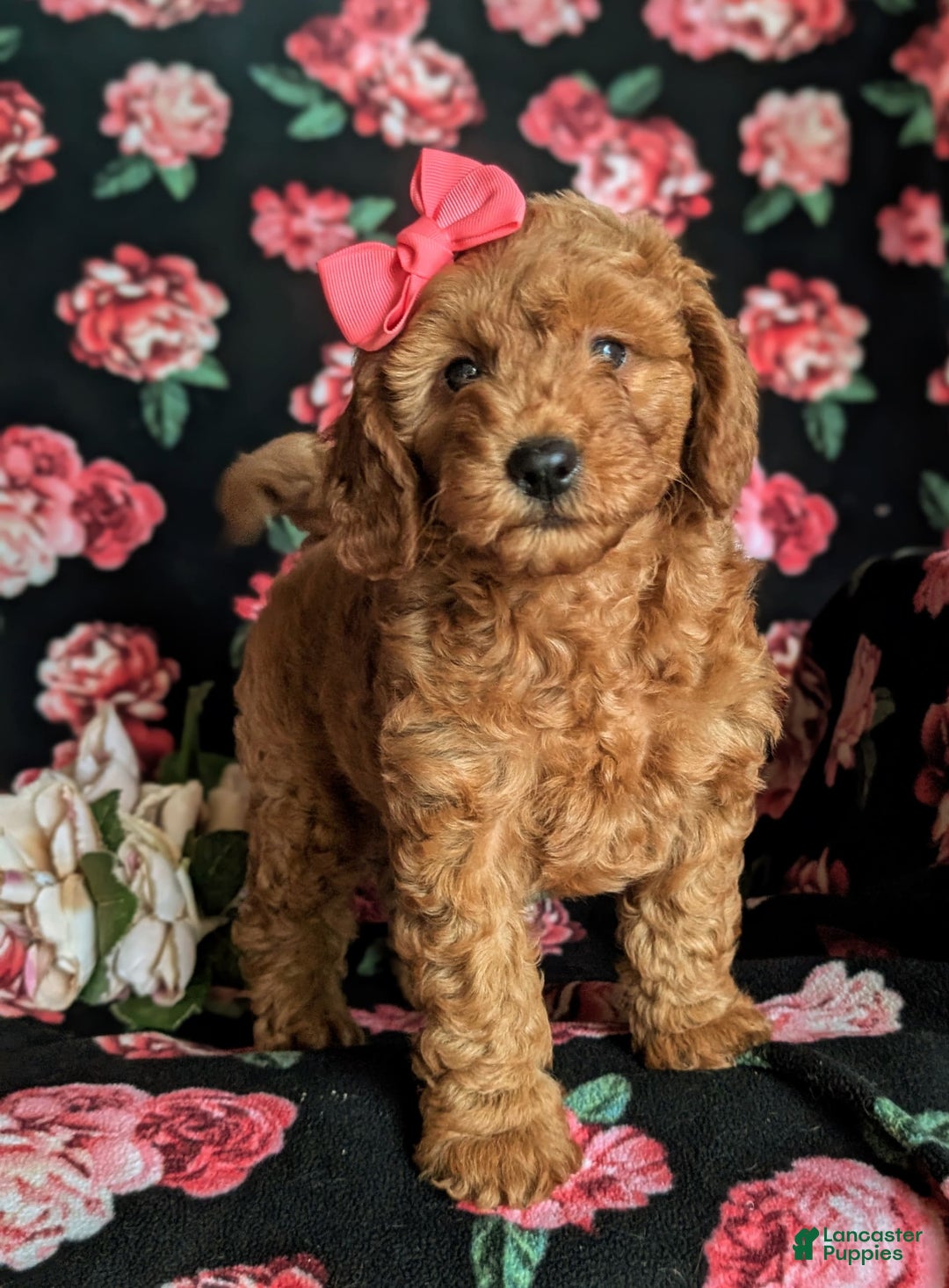 Mini Goldendoodle dogs for sale: Hildie Hypoallergenic - Image 6