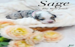 Australian Shepherd dogs for sale: Sage - Image 2