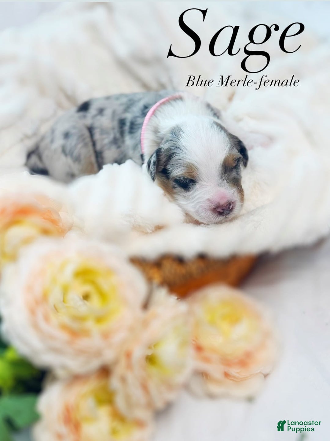 Australian Shepherd dogs for sale: Sage - Image 2