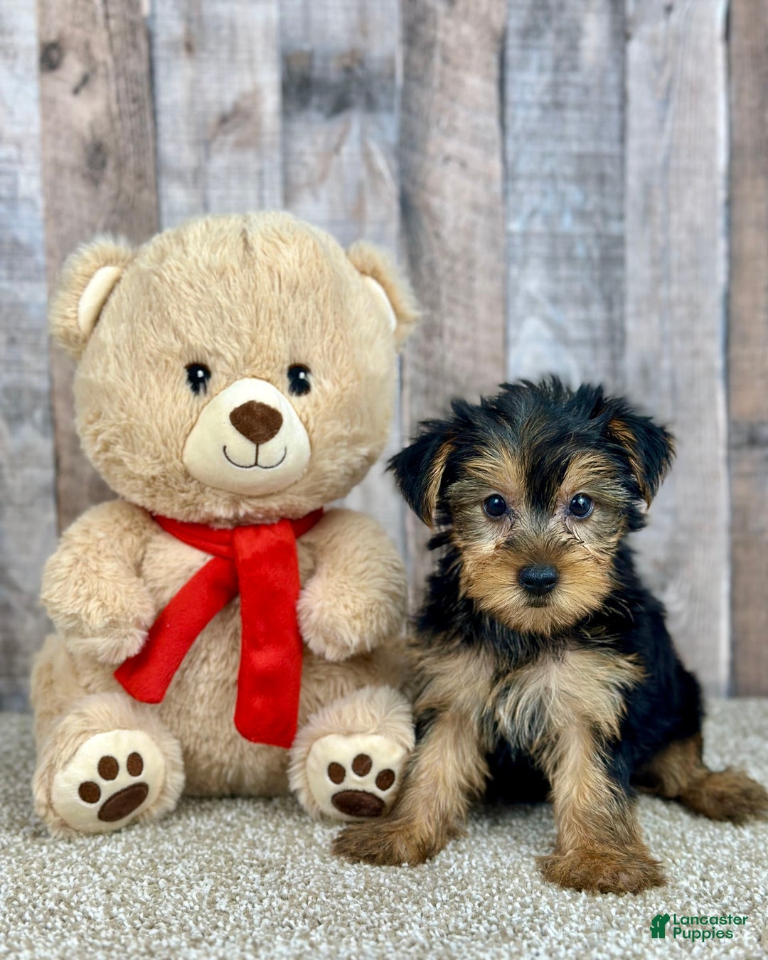 Yorkshire Terrier dogs for sale: Yorkshire Terrier 8 puppies - Image 1